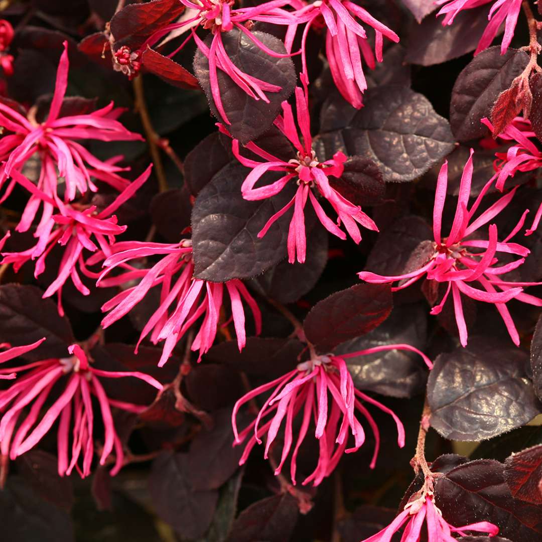 Close up of Jazz Hands Pink Loropetalum blooms